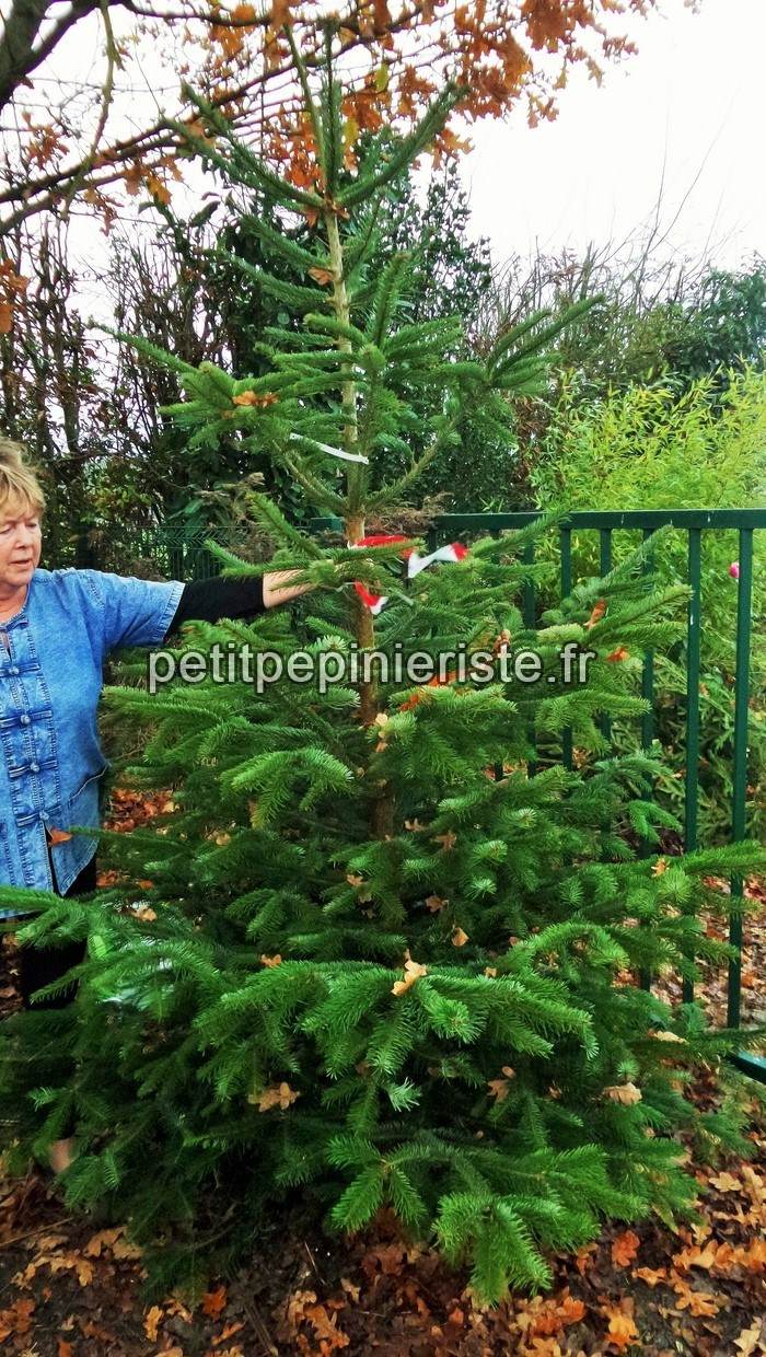 Sapin de Noêl Nordmann plus de 2 métres